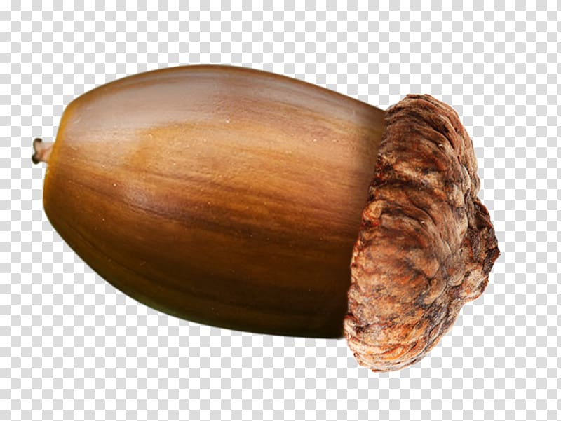 English oak Acorn Nut, acorn transparent background PNG clipart