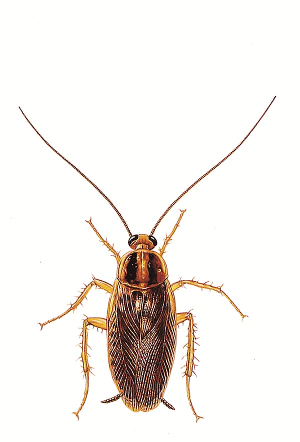 German cockroach Ant Pest Control, Exterminator transparent background PNG clipart
