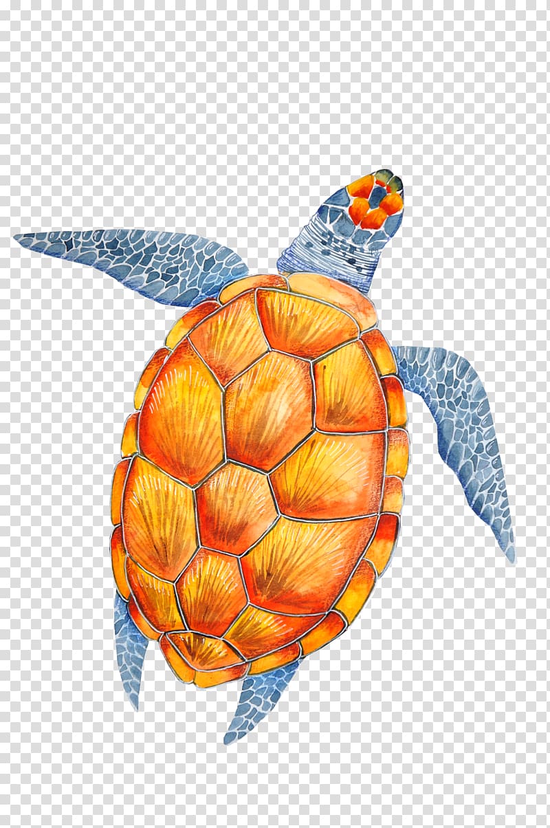 brown and blue turtle illustration, Wedding invitation Paper Turtle Convite , Painted turtle transparent background PNG clipart