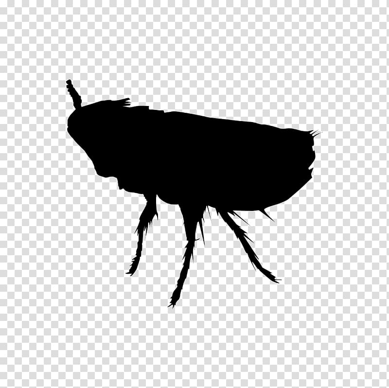 Perth Insect Rat Cockroach Pest, flea transparent background PNG clipart