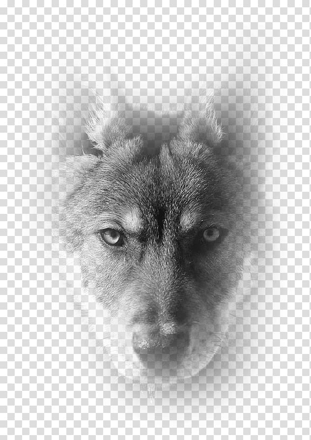 Shikoku Siberian Husky Norwegian Elkhound Saarloos wolfdog Dog breed, most ripped athletes beach transparent background PNG clipart