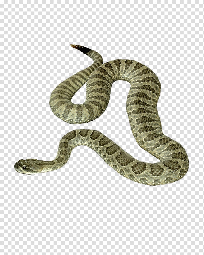 Snake, Snake transparent background PNG clipart