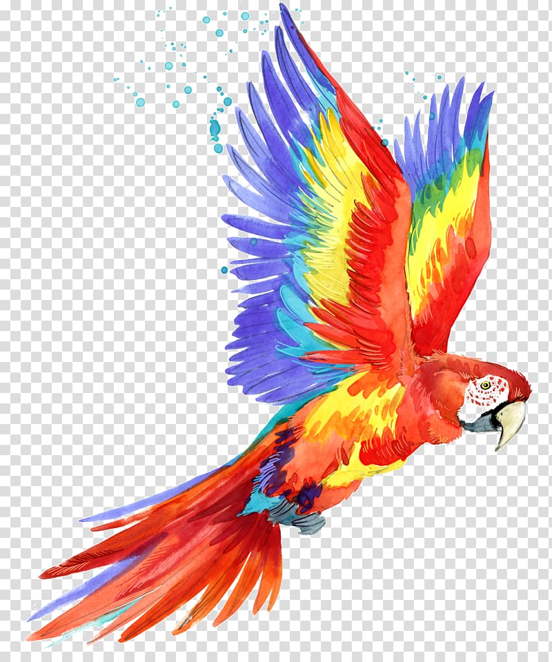 Parrot Macaw Bird Illustration, parrot transparent background PNG clipart