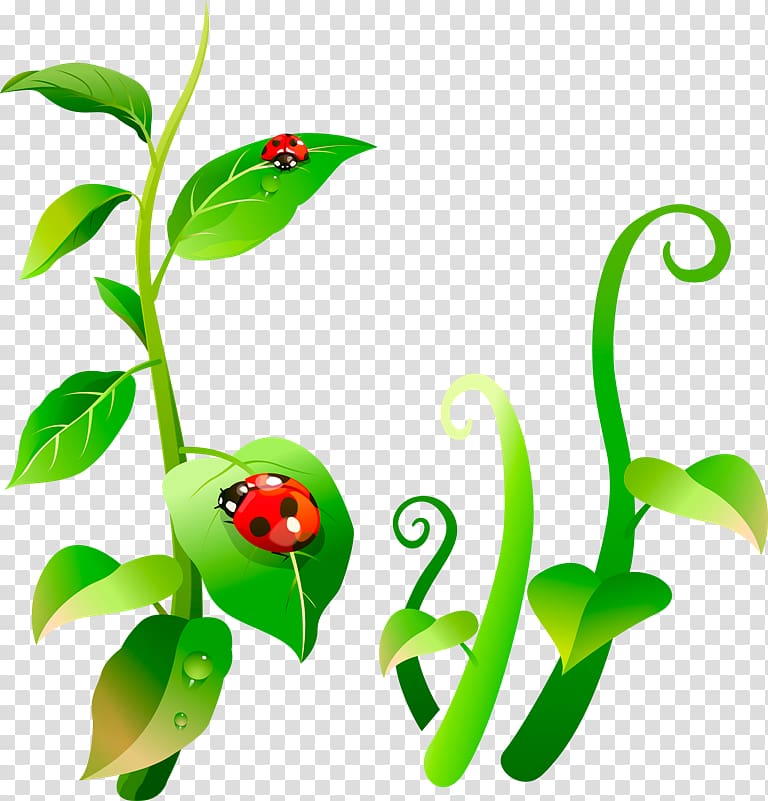 Insect Ladybird Aphid Plant Leaf, ladybug transparent background PNG clipart