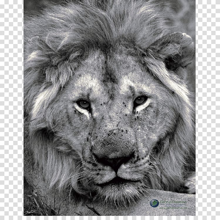 East African lion Film poster Lion\'s roar, roar transparent background PNG clipart