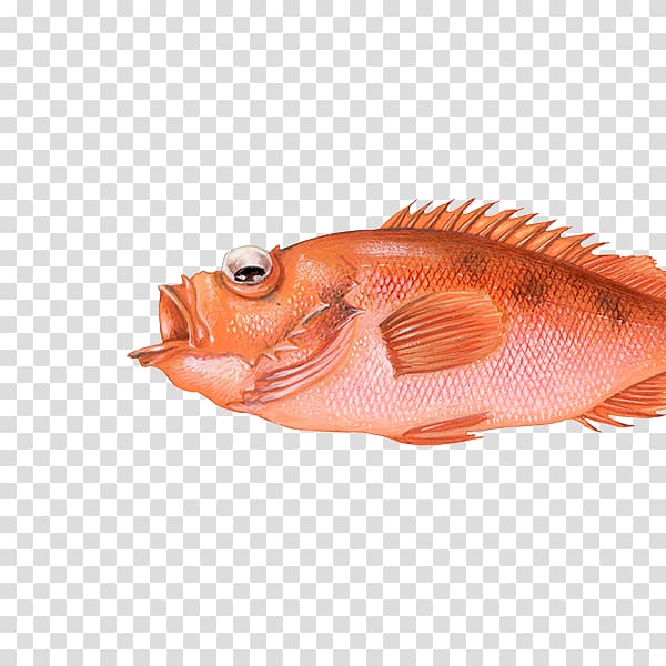 Northern red snapper Rose fish Fishing Redfish, fish transparent background PNG clipart