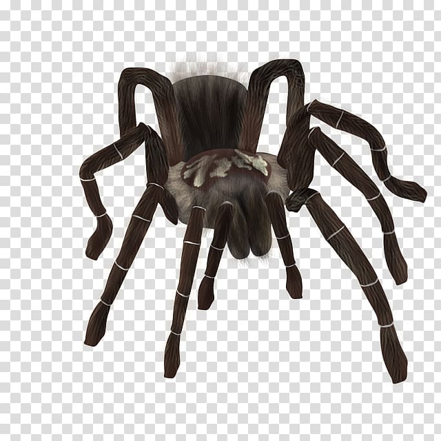 Tarantula Spider, spider transparent background PNG clipart