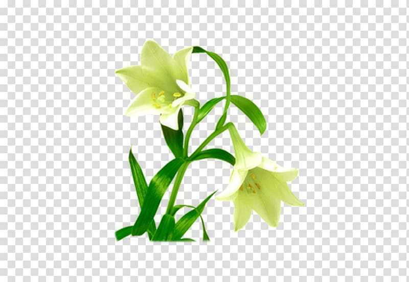 Green Flower Designer Floral design, lily transparent background PNG clipart