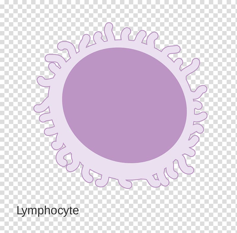 Wikimedia Commons Wikimedia Foundation, Lymphocyte transparent background PNG clipart