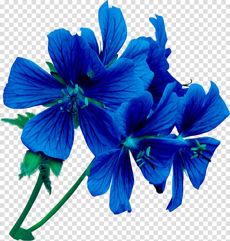 Flower Blue rose Violet, flower transparent background PNG clipart
