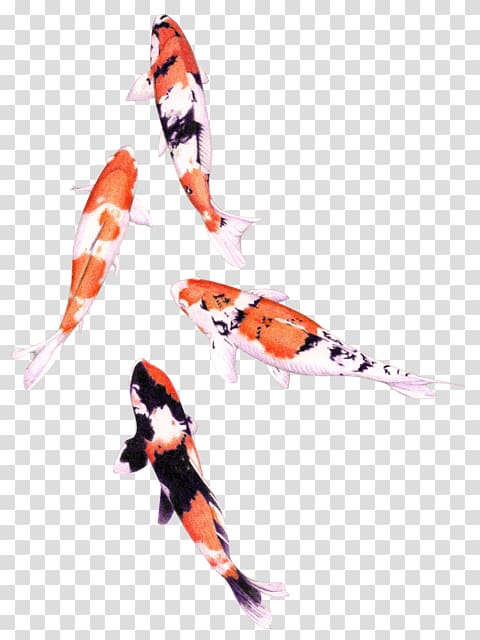 Koi Tropical fish Carp Drawing, fish transparent background PNG clipart