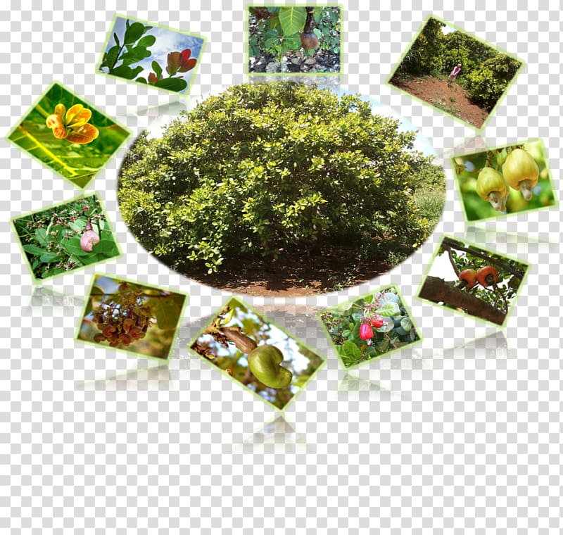 Herbalism Leaf vegetable Laver Flowerpot, la india transparent background PNG clipart
