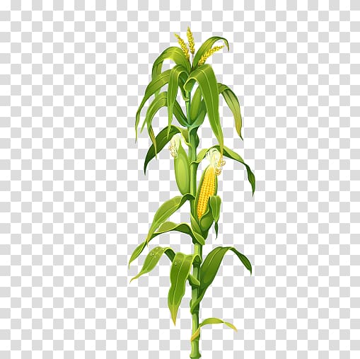 corn plant , Maize Corn on the cob Plant Drawing , Maize corn stalks corn leaves transparent background PNG clipart