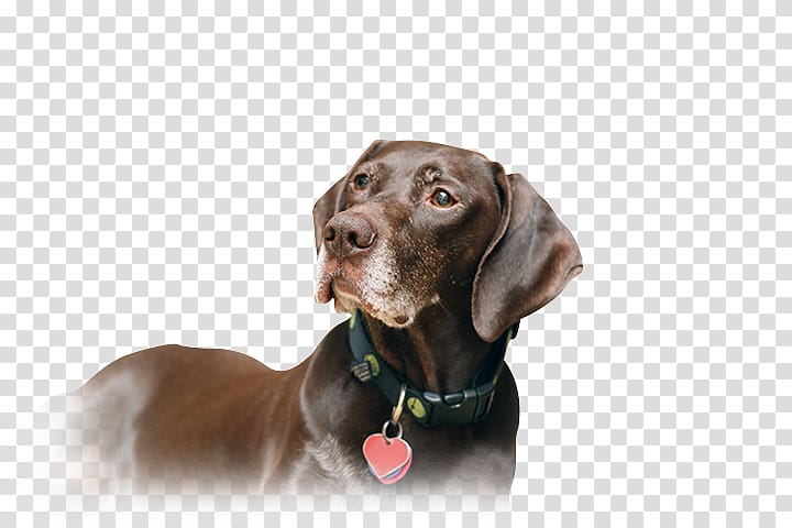 Labrador Retriever Weimaraner Puppy German Shorthaired Pointer German Wirehaired Pointer, German Shorthaired Pointer transparent background PNG clipart