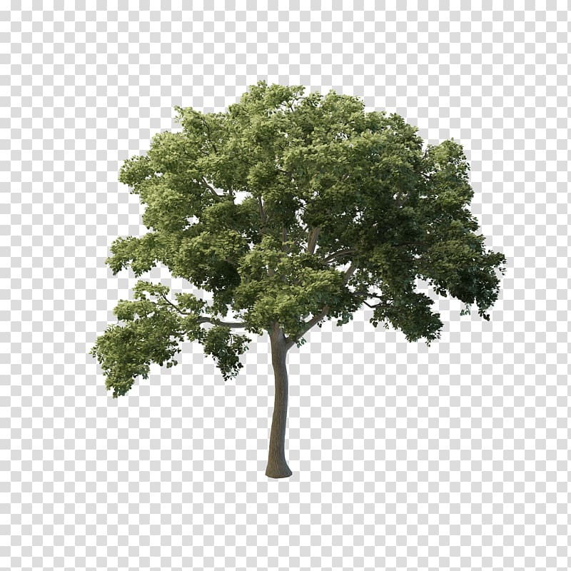 Tree Butternut Eastern black walnut Fraxinus americana Shrub, oak transparent background PNG clipart