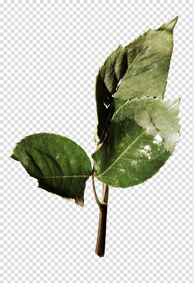 Leaf Plant pathology Plant stem, Leaf transparent background PNG clipart