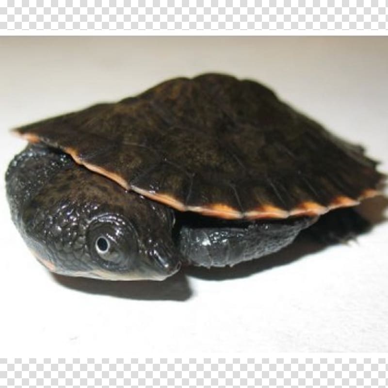Common snapping turtle Box turtles Sea turtle Saw-shelled turtle, turtle transparent background PNG clipart