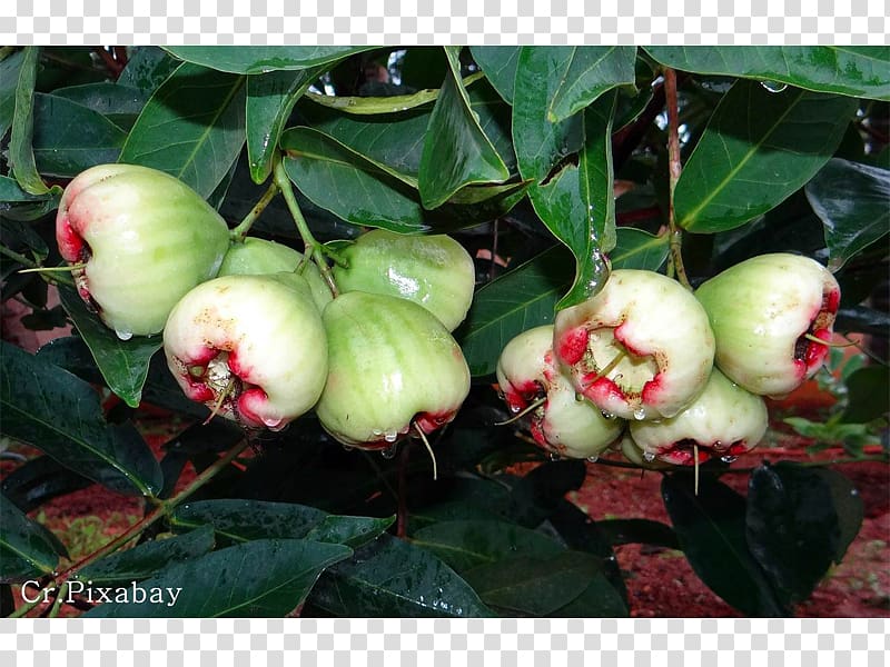 Java apple Rose-apple Thai cuisine Malay apple Fruit, apple transparent background PNG clipart