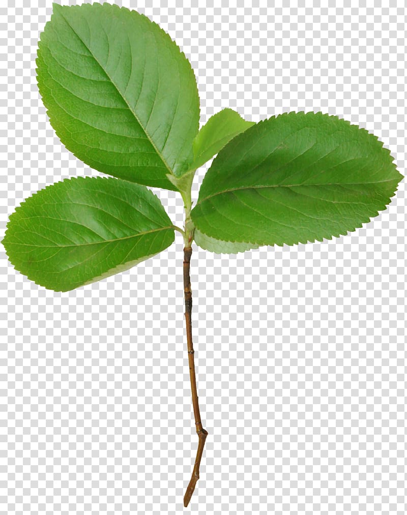 Leaf Branch , Mint transparent background PNG clipart