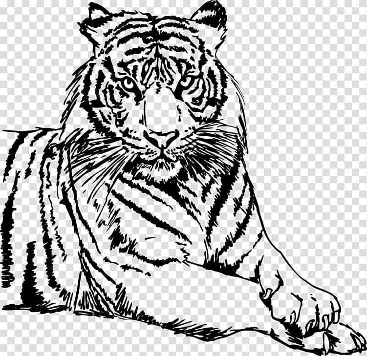 Drawing White tiger , tigre animado transparent background PNG clipart