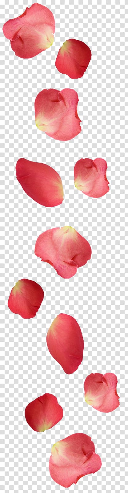 Petal Rose Ugg boots Flower, rose transparent background PNG clipart