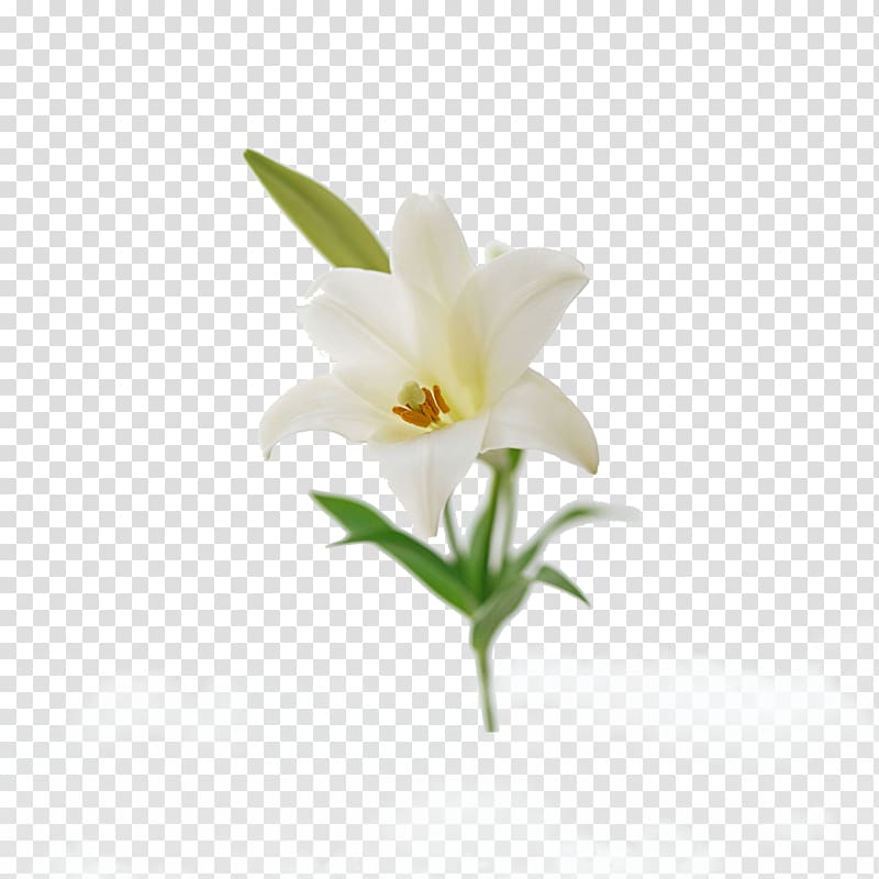 white lily flower illustration, Lilium candidum Flower bouquet Easter lily Lilium ‘Casa Blanca’, White Lily transparent background PNG clipart