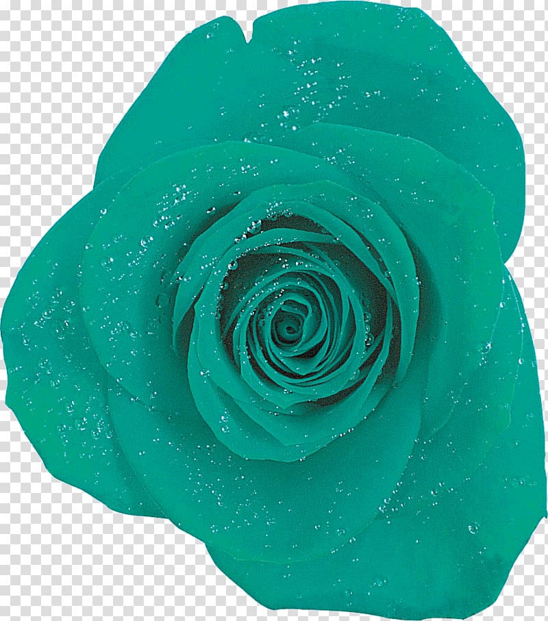 Garden roses Blue rose Turquoise, rose transparent background PNG clipart
