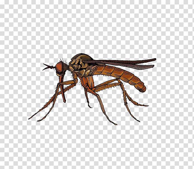 brown mosquito illustration, Fly Insect Marsh Mosquitoes Hematophagy, Brown insect mosquito transparent background PNG clipart