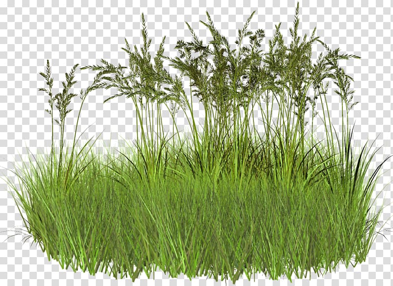 , 2d Grass transparent background PNG clipart
