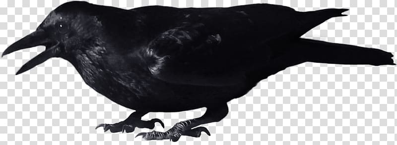 Crow , black crow transparent background PNG clipart