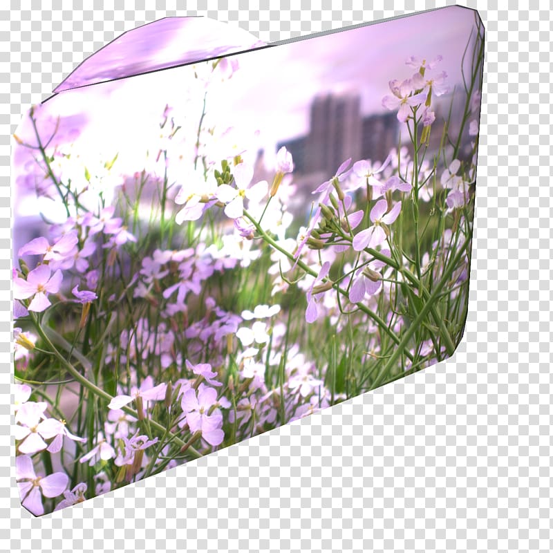 English lavender Lilac Violet Purple, early summer transparent background PNG clipart