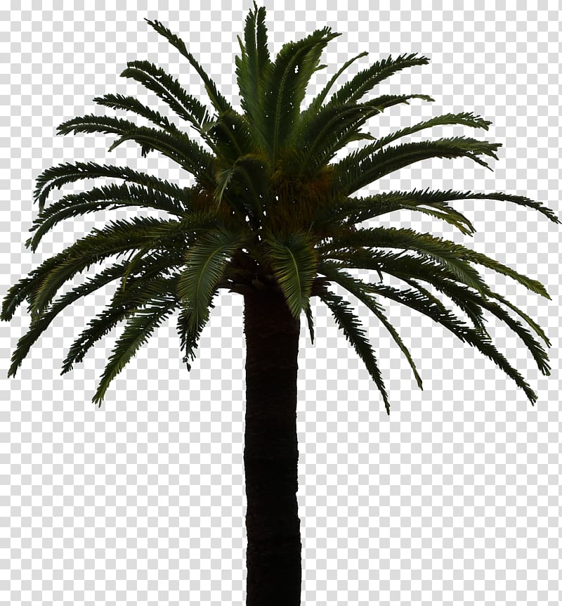 Clipping path Arecaceae Tree, Palmier transparent background PNG clipart