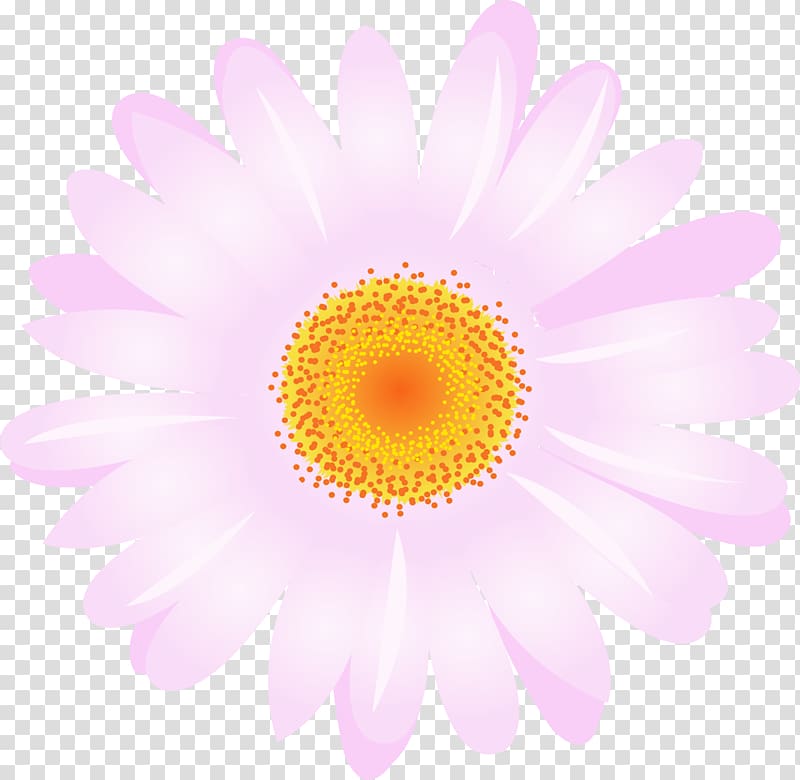 Daisy family Chrysanthemum Argyranthemum frutescens Transvaal daisy Flower, camomile transparent background PNG clipart