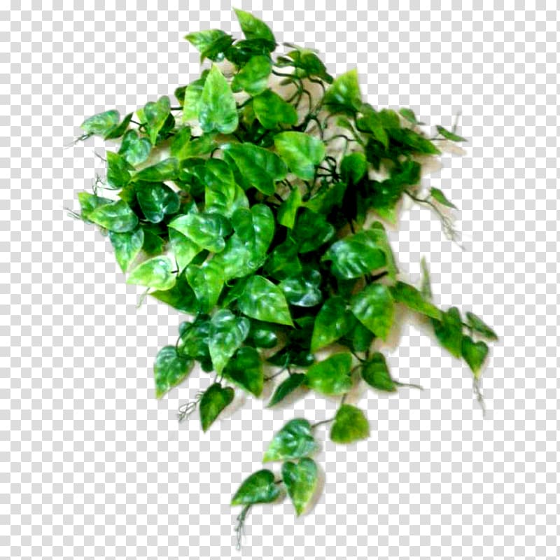 Chervil Plant Parsley Herb Coriander, plant transparent background PNG clipart