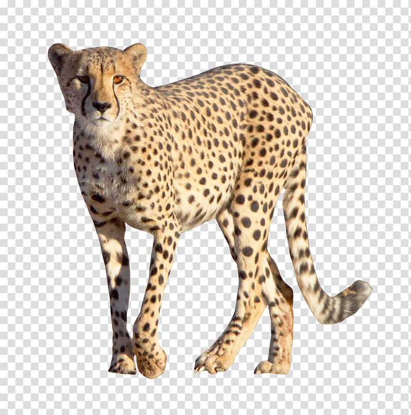 Cheetah Leopard, Cheetah transparent background PNG clipart