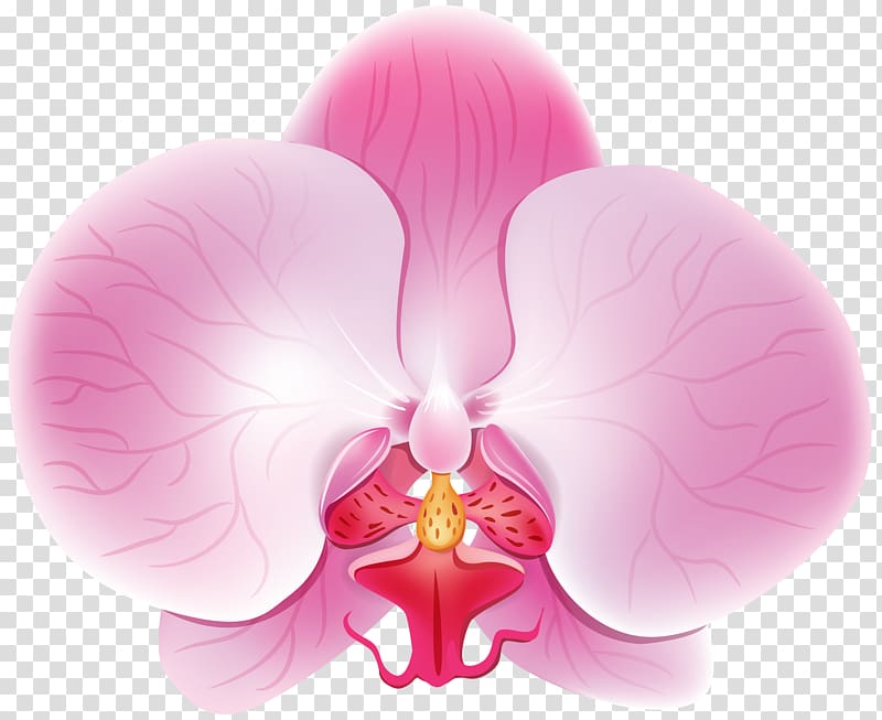 , Orchid Pink transparent background PNG clipart