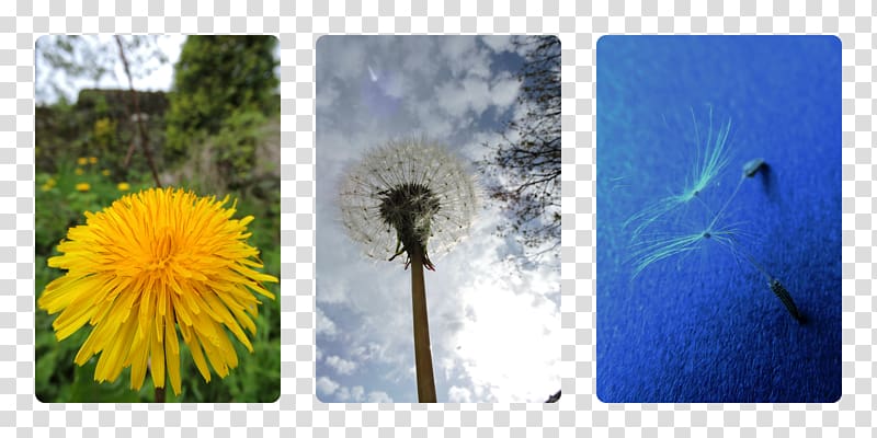 Dandelion Common sunflower Seed Desktop , dandelion transparent background PNG clipart