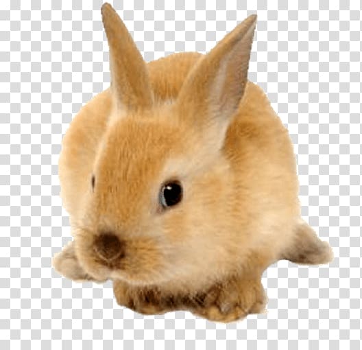 Rabbit , Fluffy rabbit transparent background PNG clipart