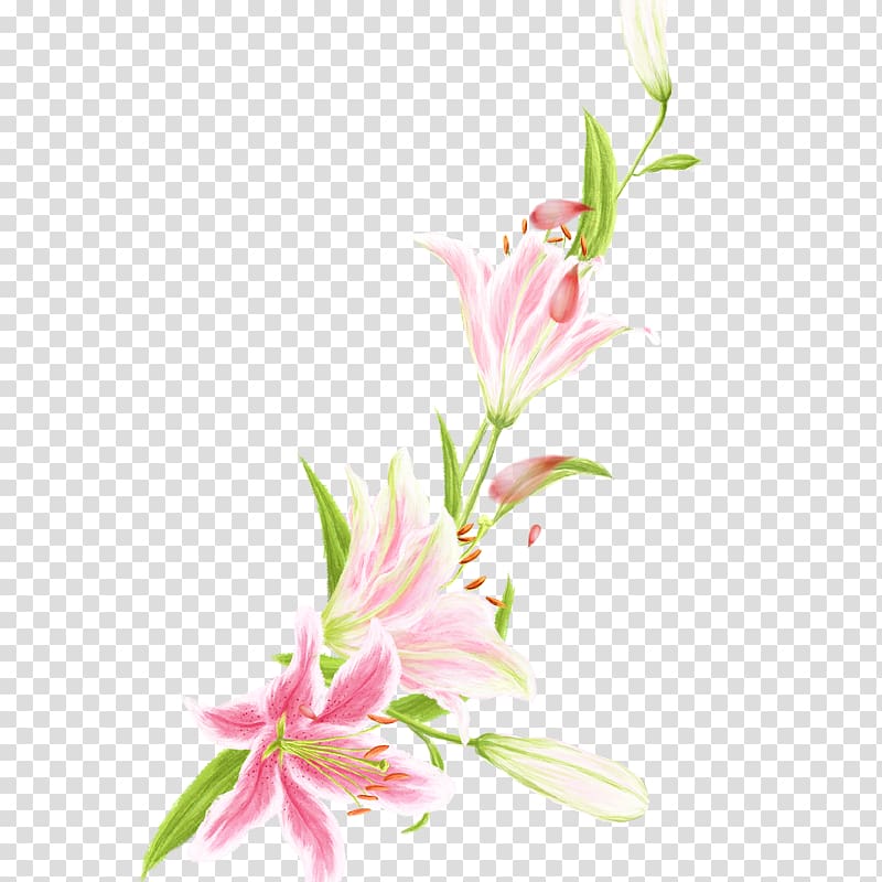 Floral design Pink Lilium Flower, Pink lily transparent background PNG clipart