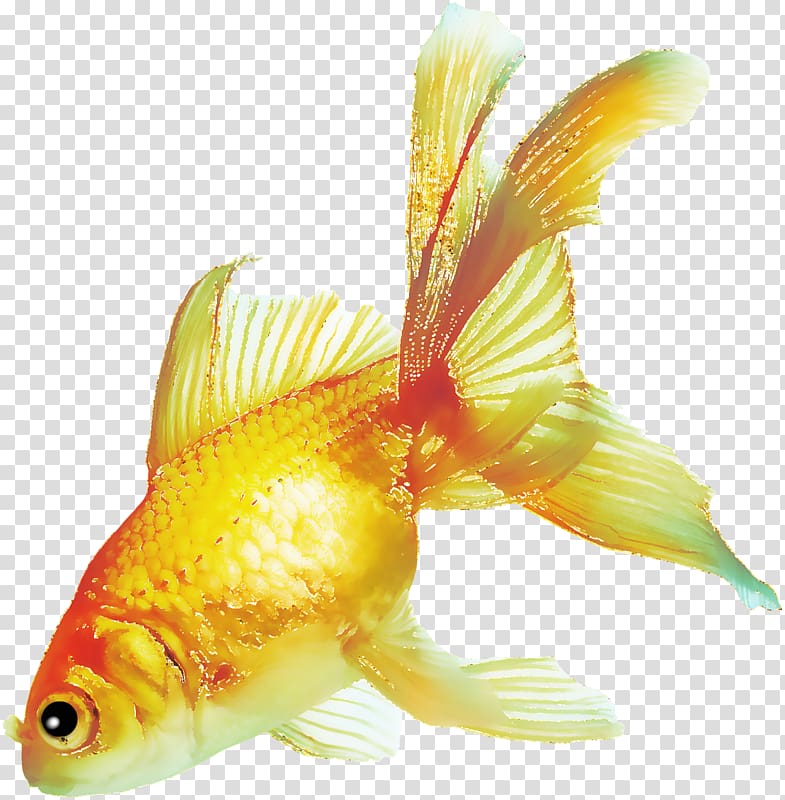 Comet Bubble Eye Black Telescope Common goldfish Pearlscale, fish transparent background PNG clipart