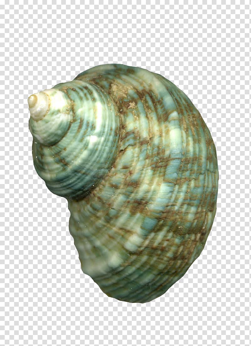 Cockle Sea snail Animal, conch transparent background PNG clipart