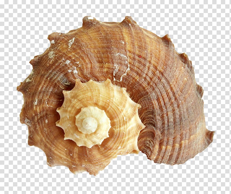 Sea snail Light, conch transparent background PNG clipart