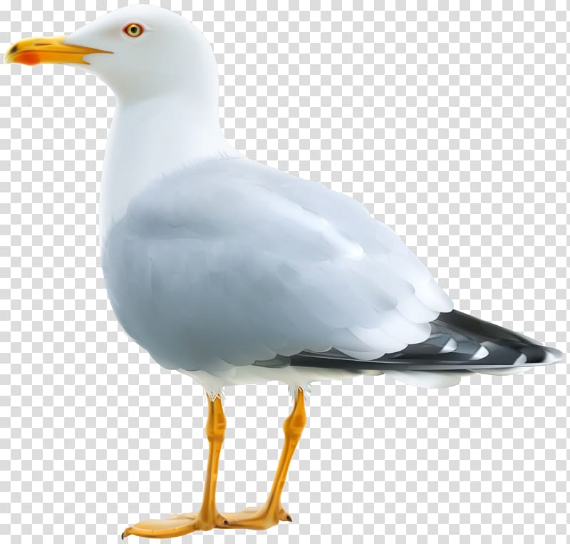 Gull transparent background PNG clipart