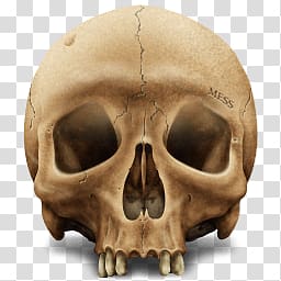 beige human skull illustration, Brown Skull transparent background PNG clipart