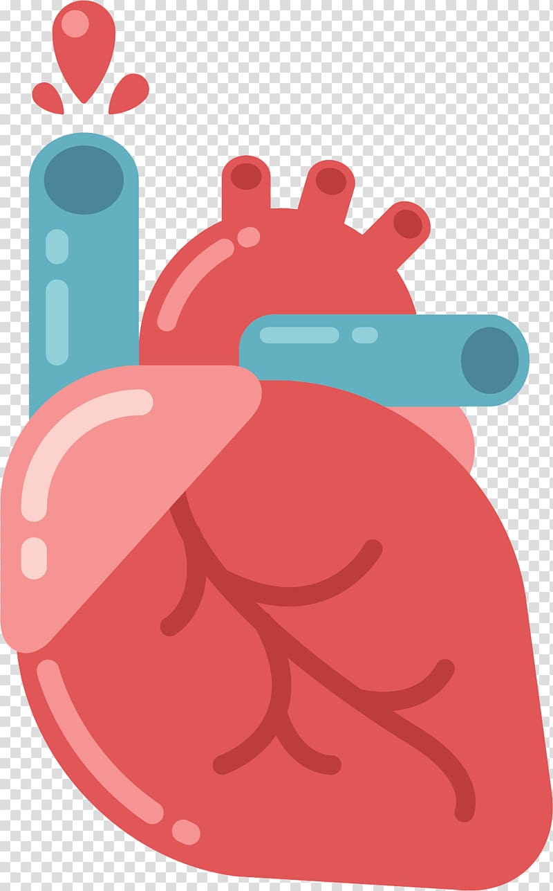 Anatomy Heart Organ Physiology, murmur transparent background PNG clipart