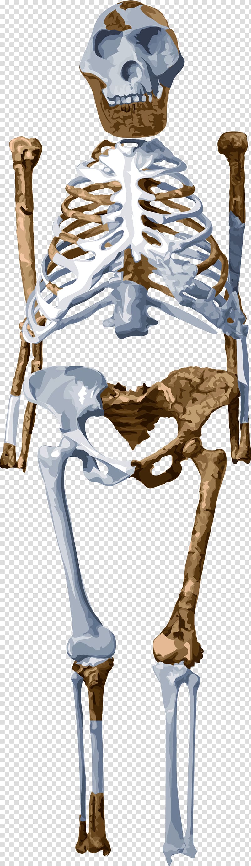 Skeleton Lucy Homo sapiens Australopithecus afarensis Fossil, skeleton frame transparent background PNG clipart