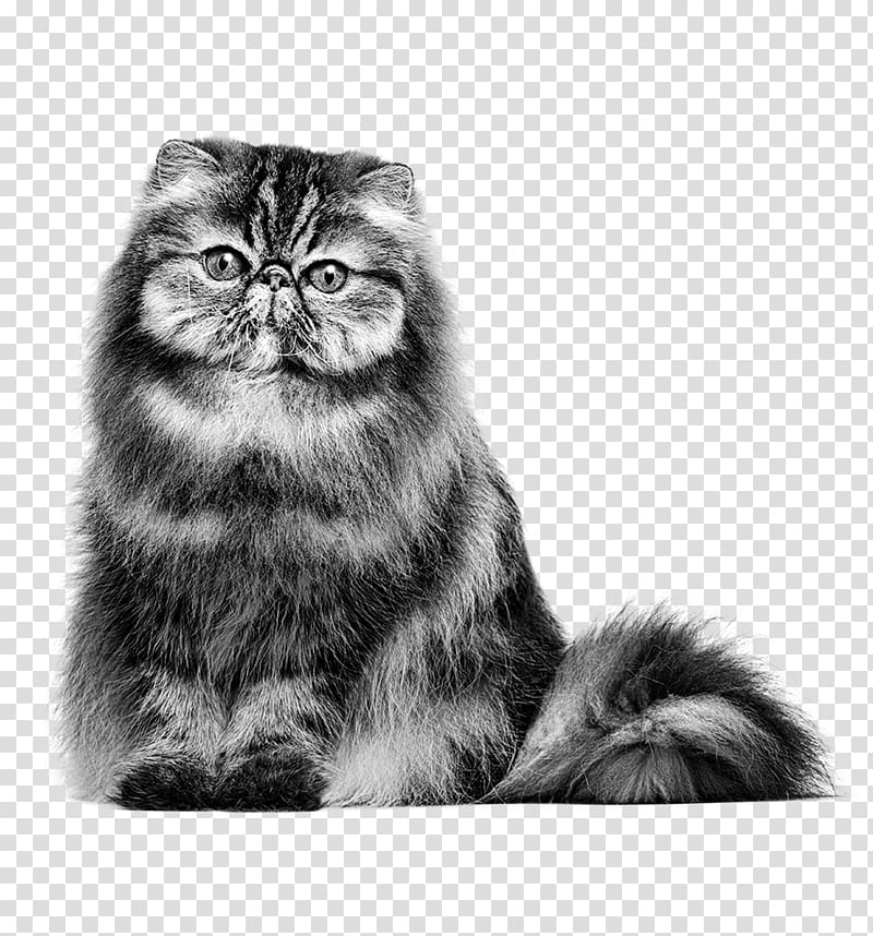 Persian cat British Shorthair Maine Coon Siamese cat American Shorthair, petsmart cats transparent background PNG clipart