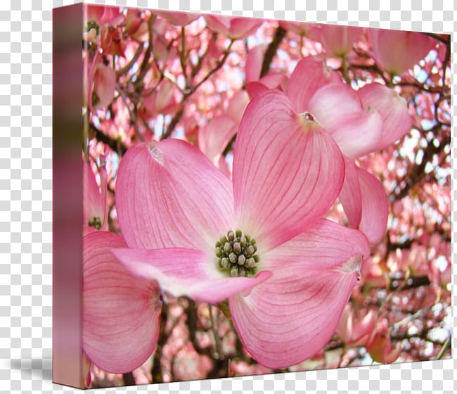 Blossom Flowering dogwood Tree Petal, flower transparent background PNG clipart