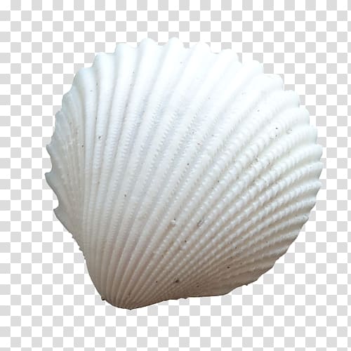 Seashell Cockle Conchology Oyster, seashell transparent background PNG clipart