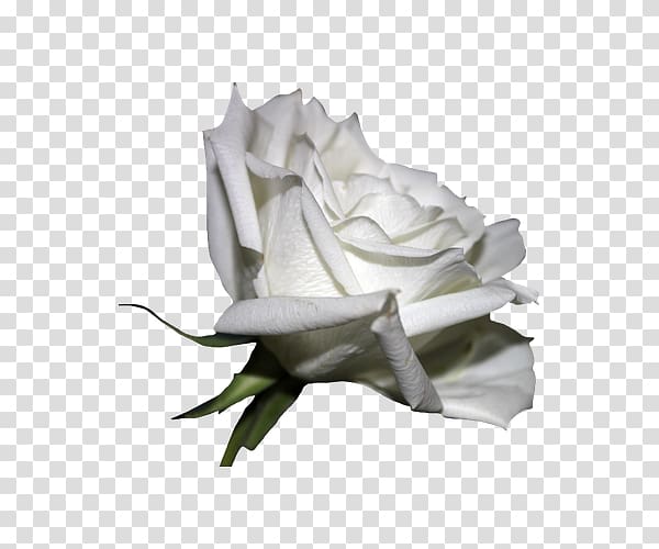 Rosa chinensis, Beautiful white roses transparent background PNG clipart